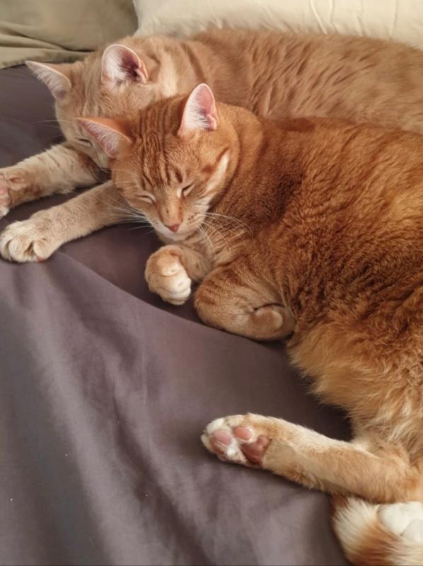 Muis