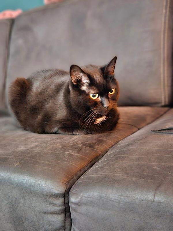 Missy