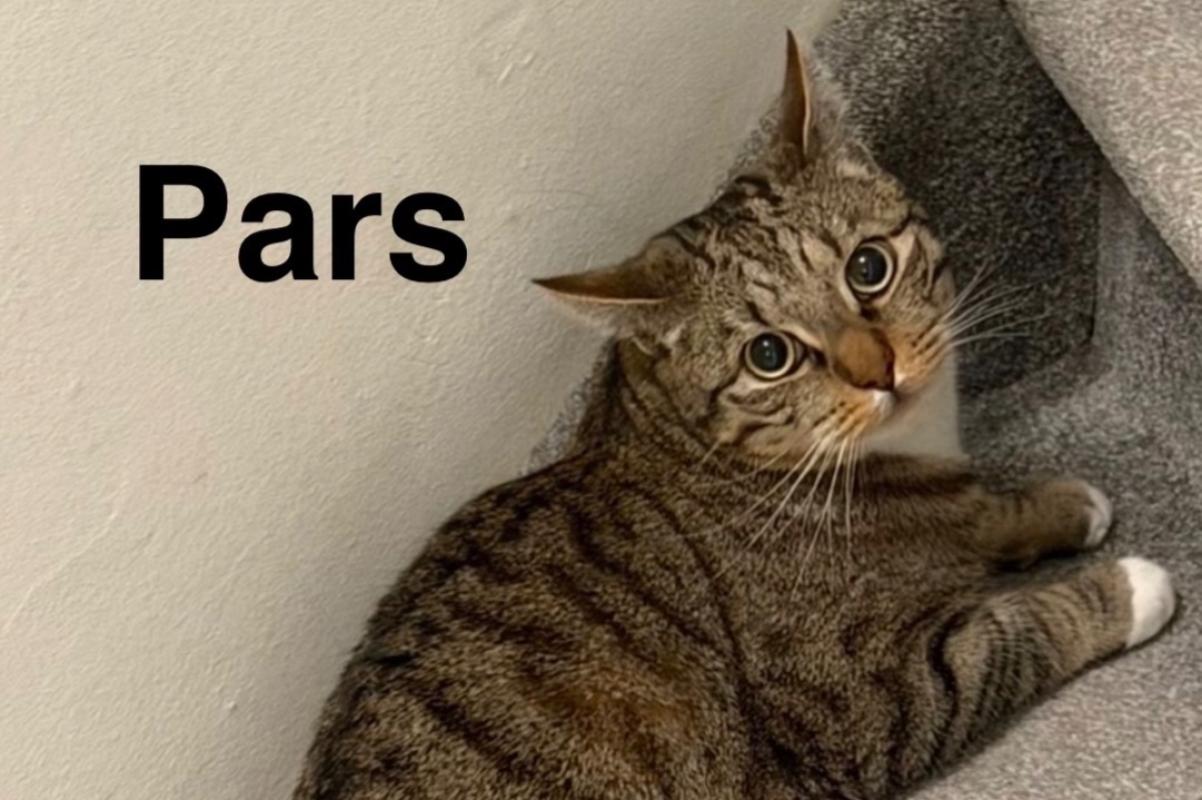 Pars