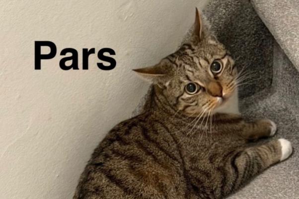 Pars