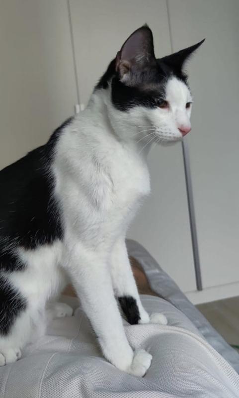 Massimo
