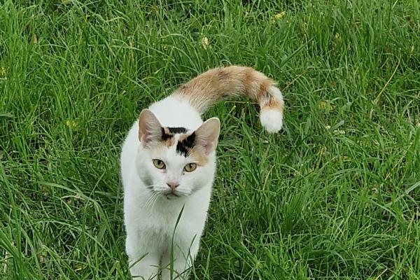 Kitty