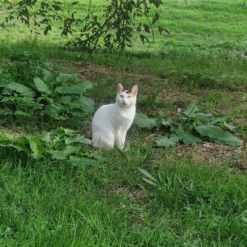 Kitty