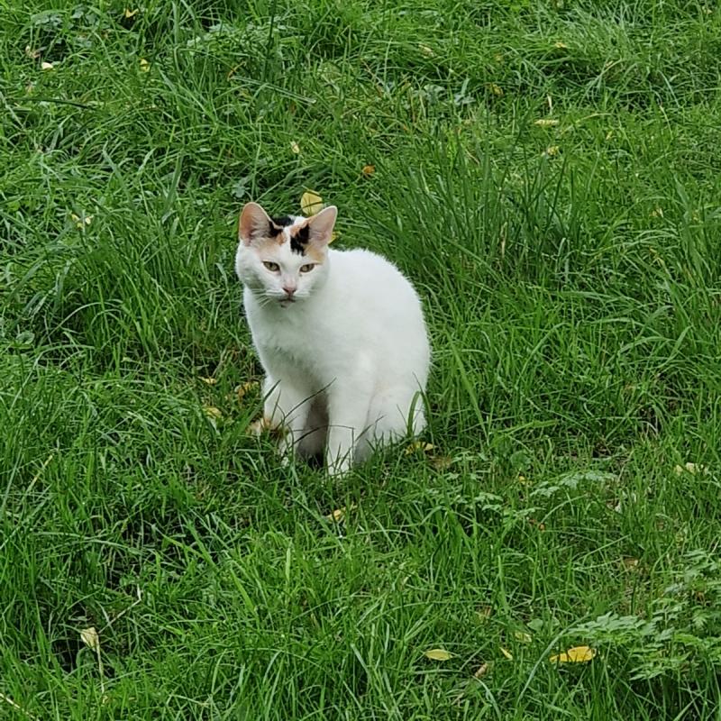 Kitty