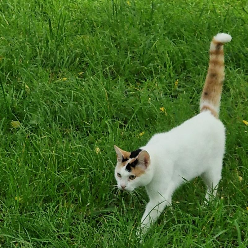 Kitty