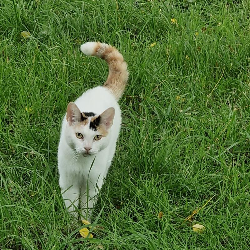 Kitty