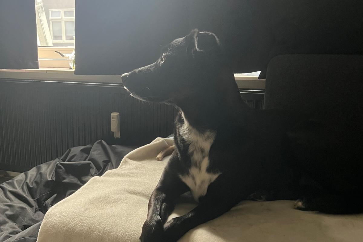 Bella