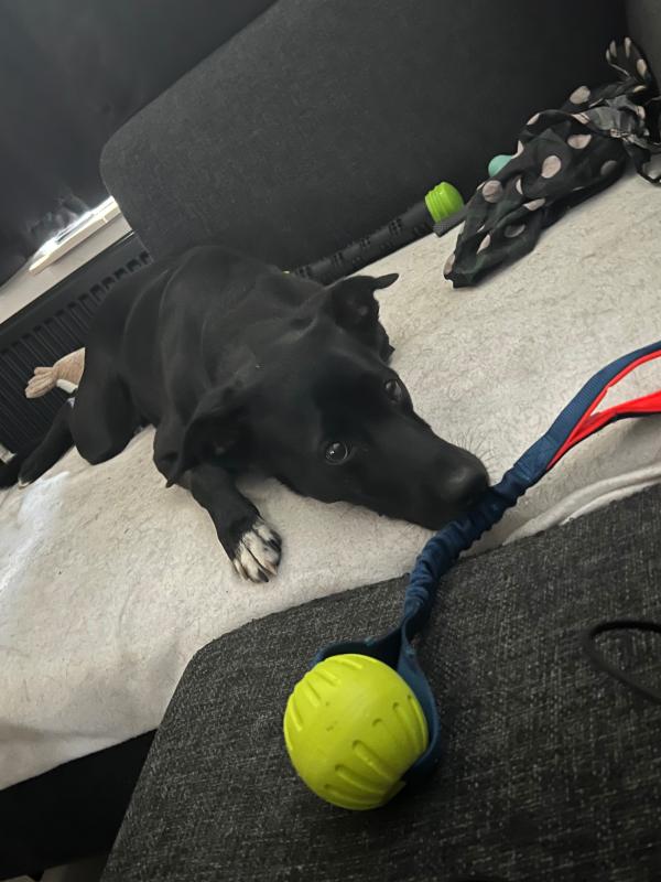 Bella
