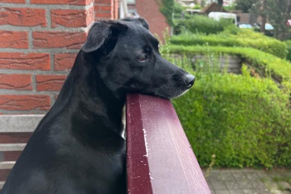 Bella