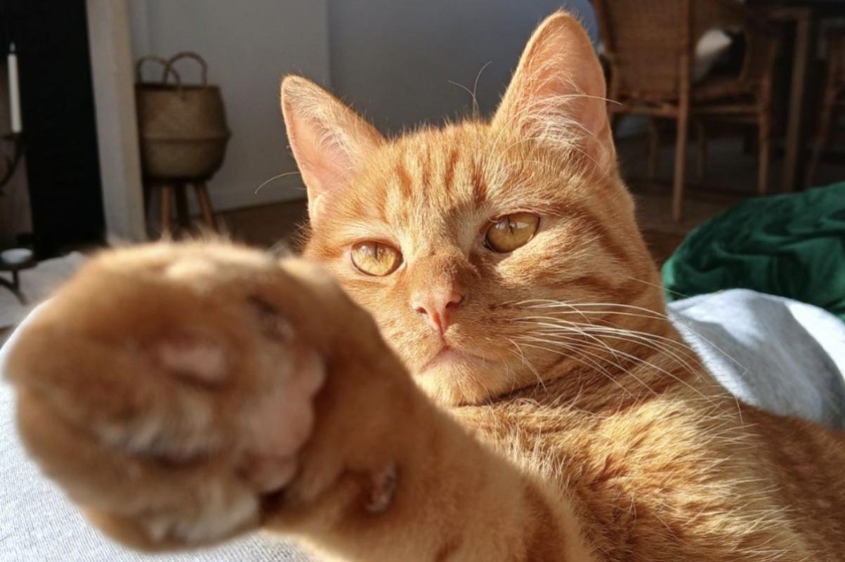 Gato