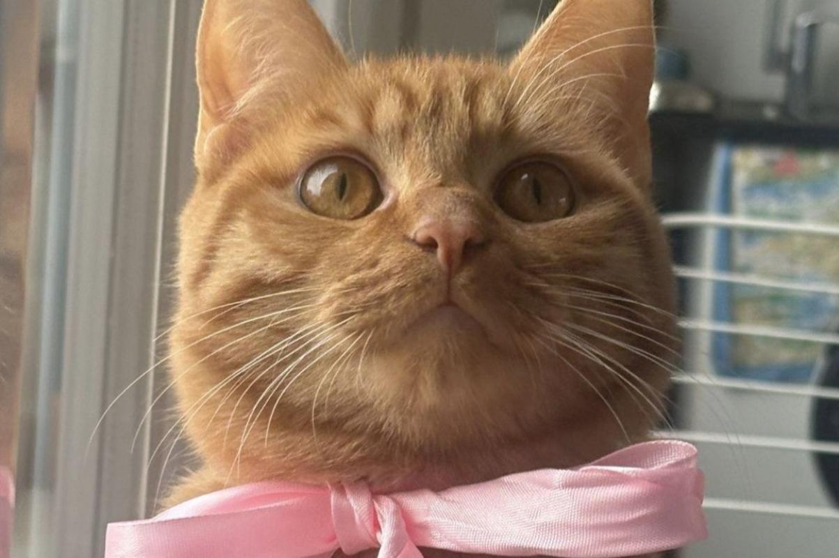 Gato