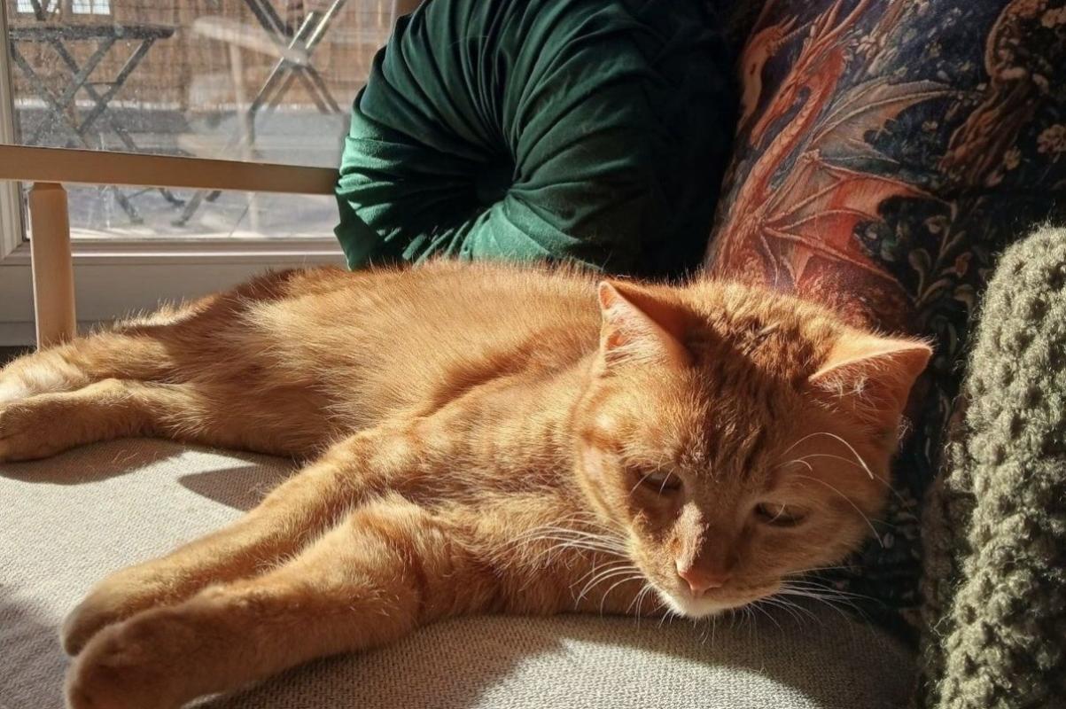 Gato