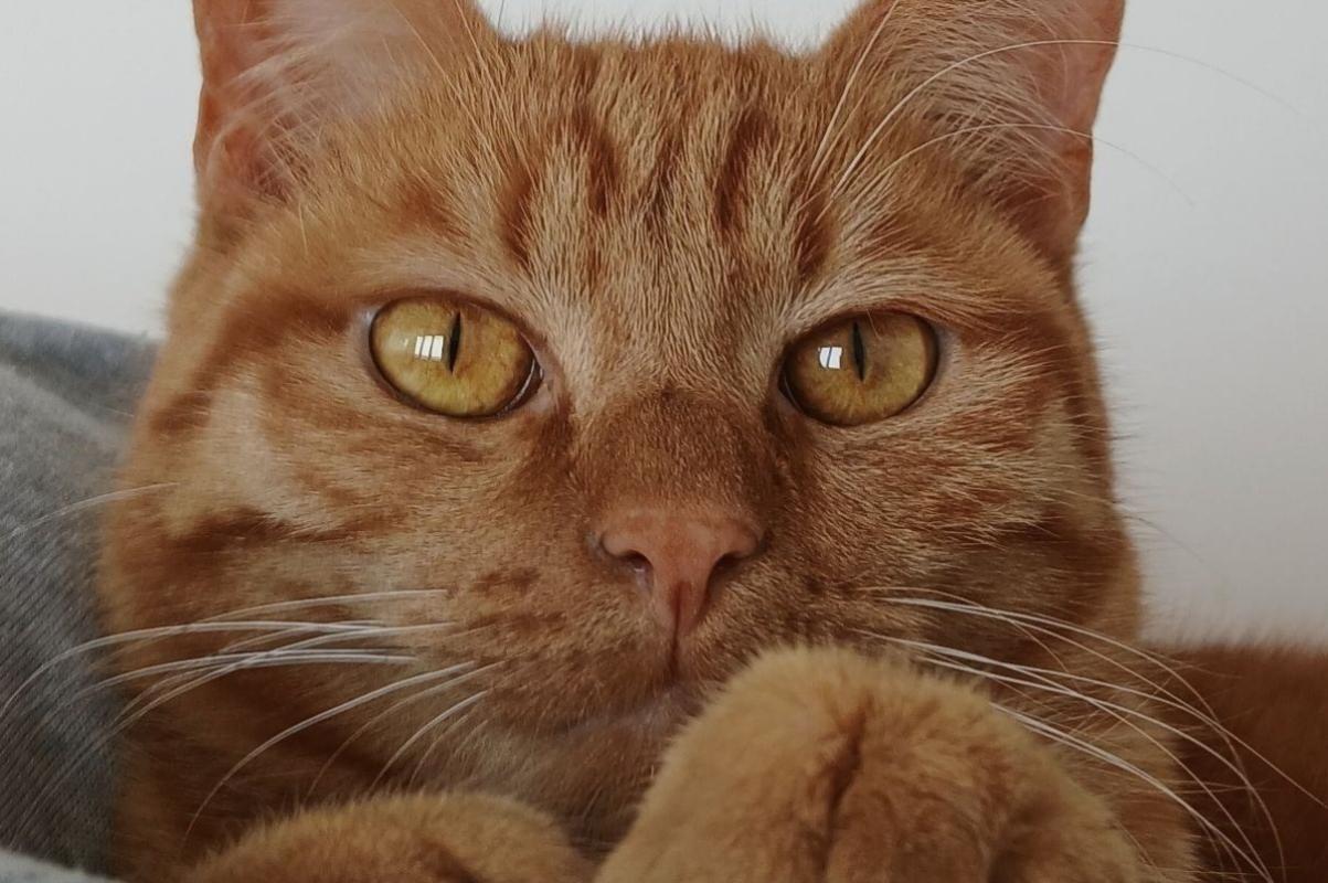 Gato