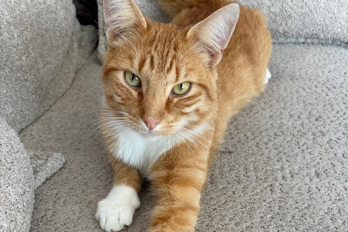 Leo