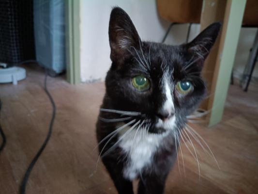 Tippy
