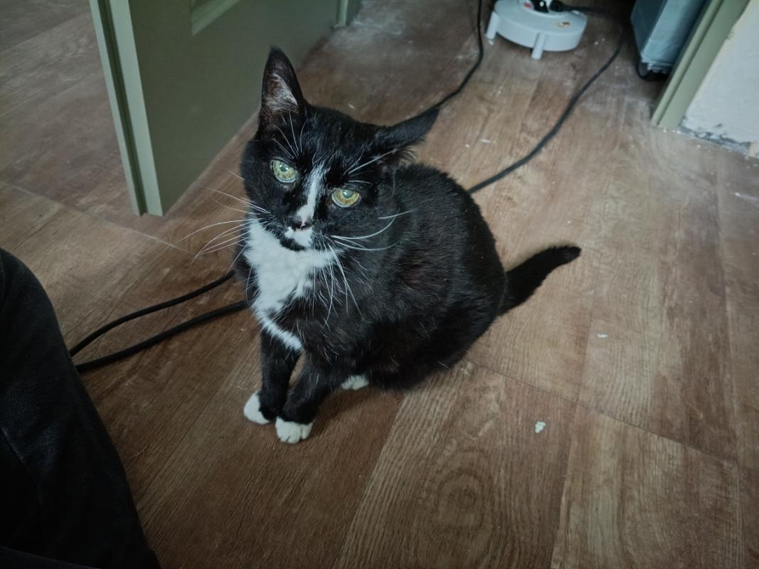 Tippy