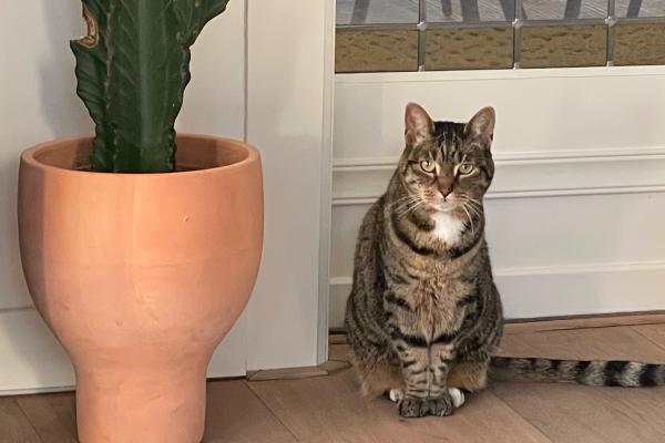 Peertje