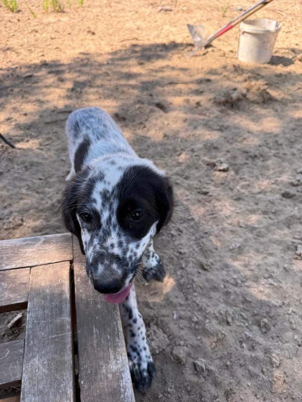 Penny