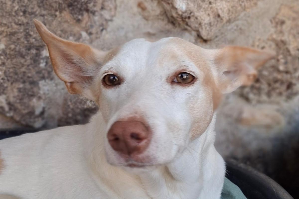 Muñeca