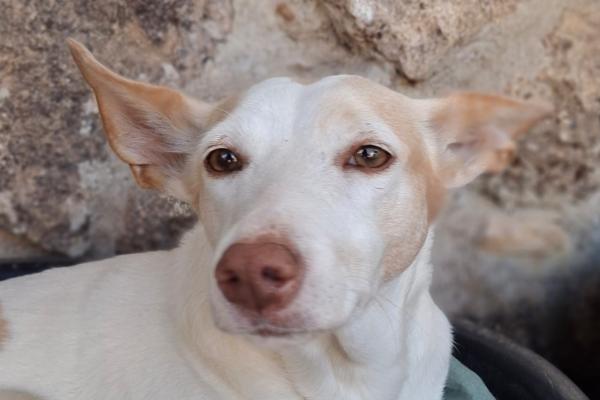 Muñeca