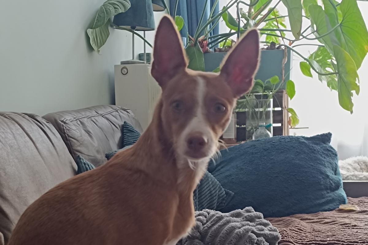 Nova