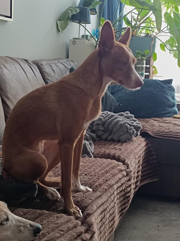 Nova