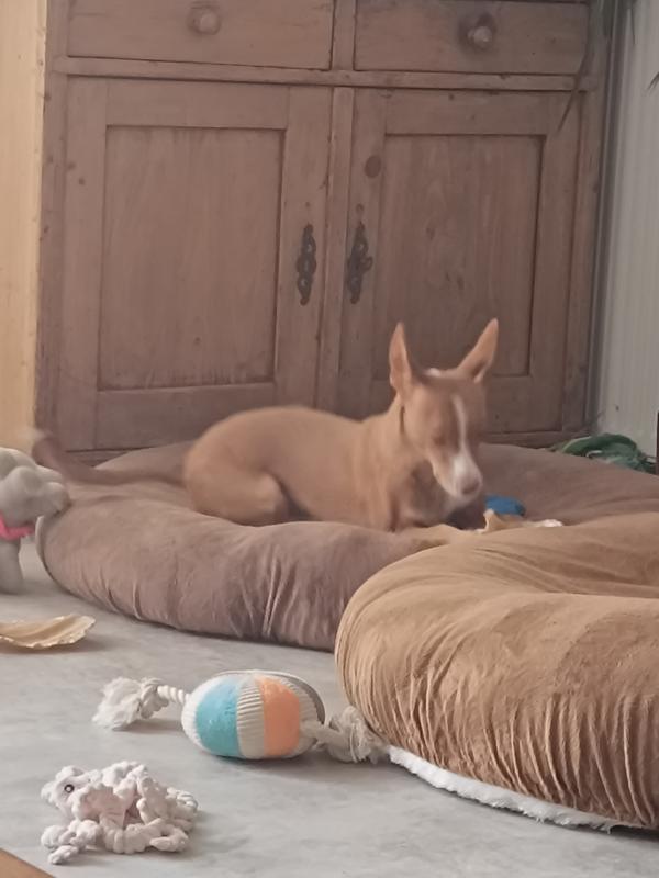 Nova