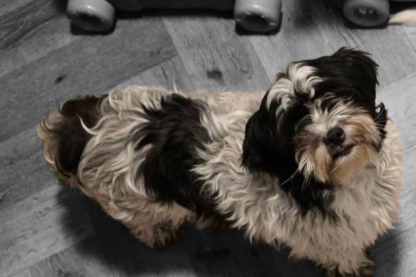 Knuffel