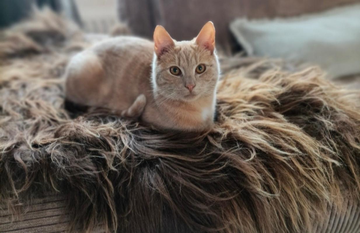 Aslan