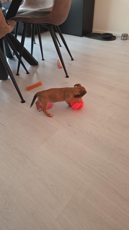 Guusje