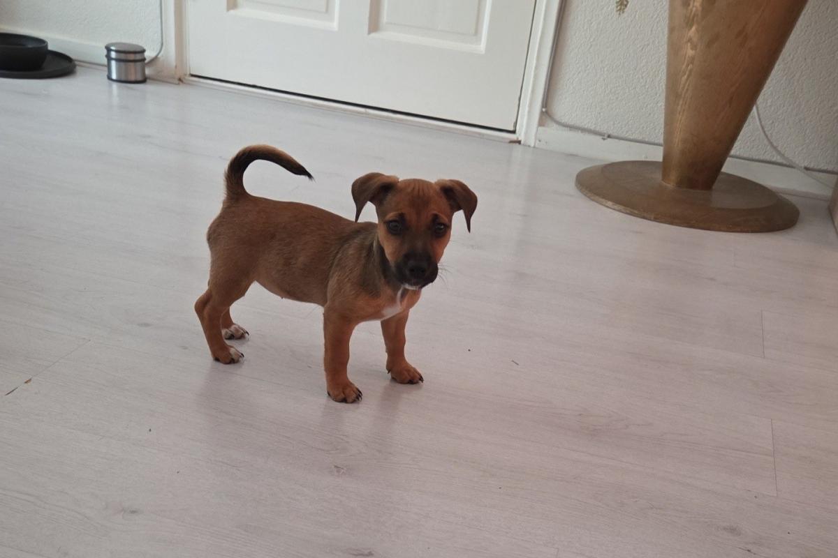 Guusje