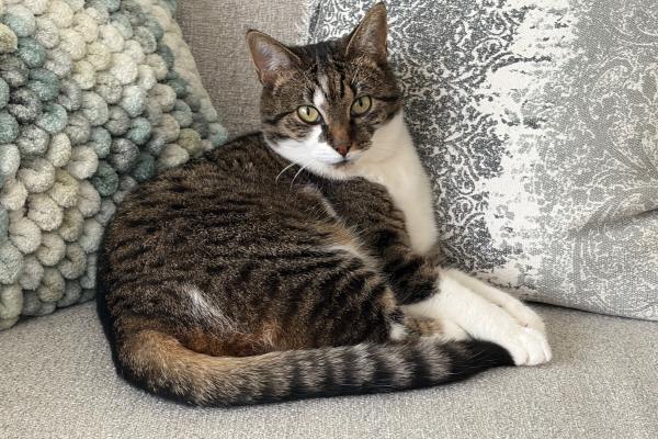 Poes