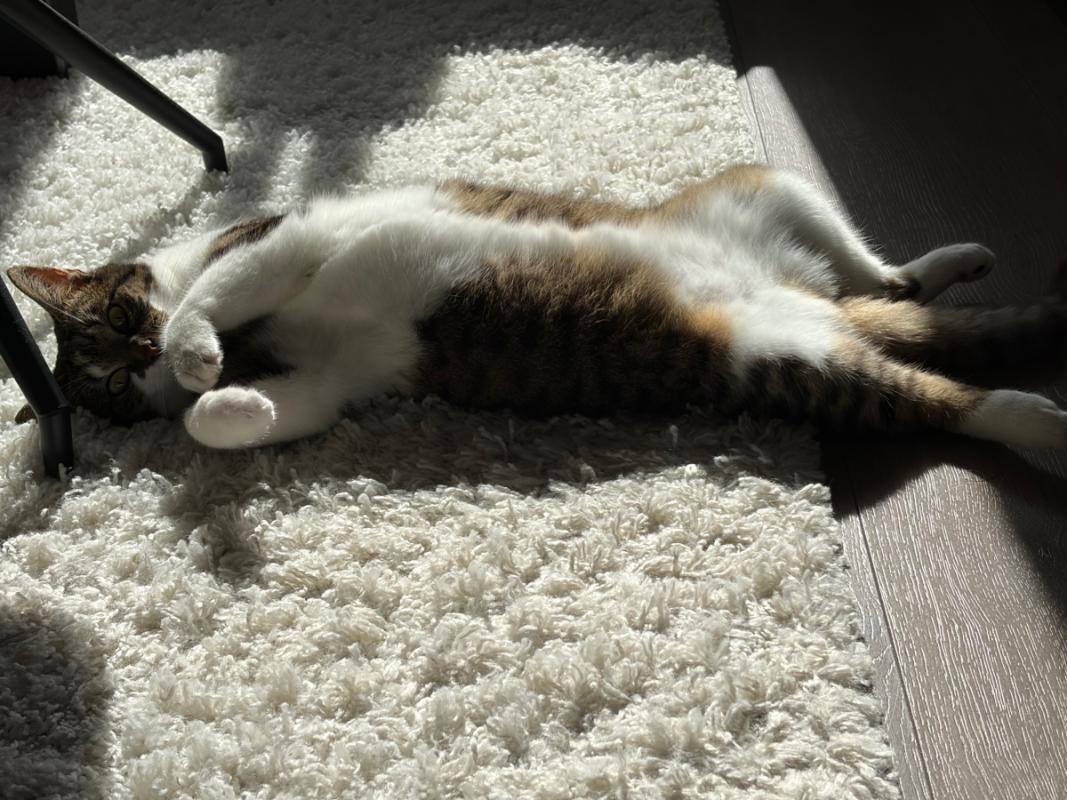 Poes