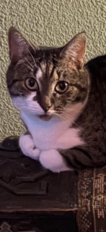 Poes