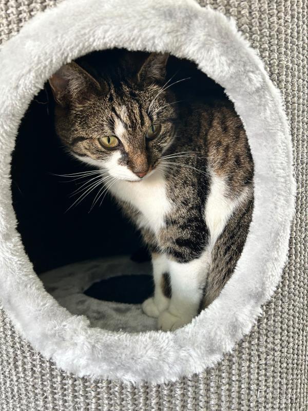 Poes