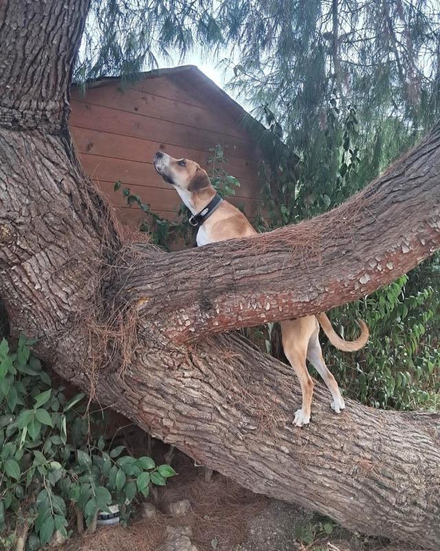 Sammy