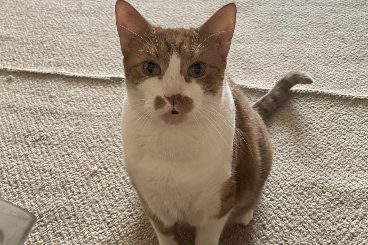 Bodi
