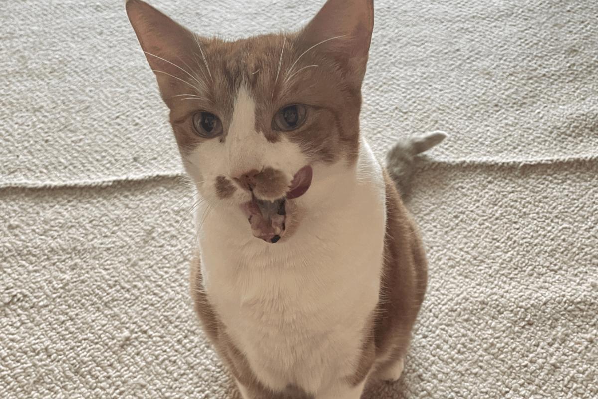 Bodi