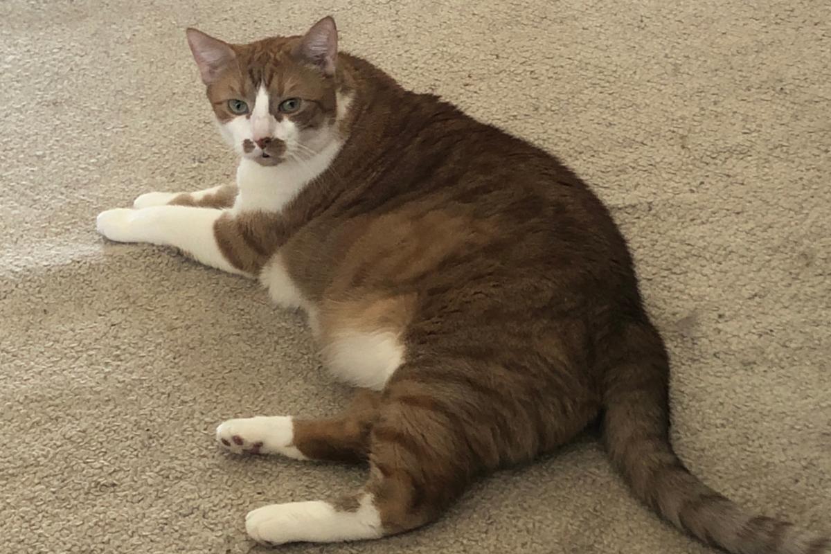 Bodi