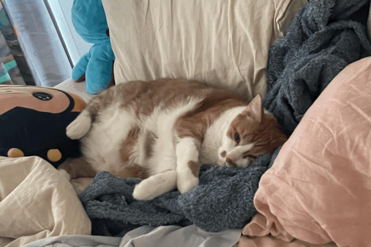 Bodi