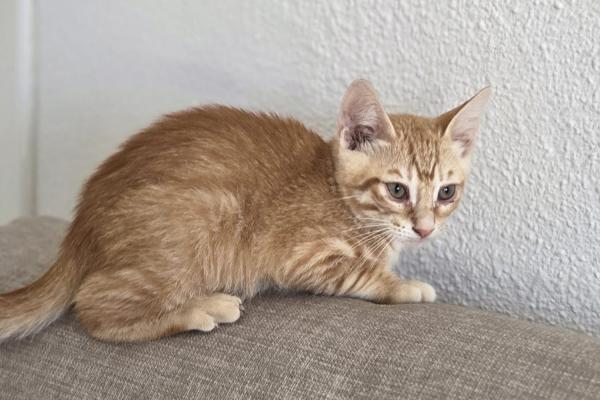 Pumba