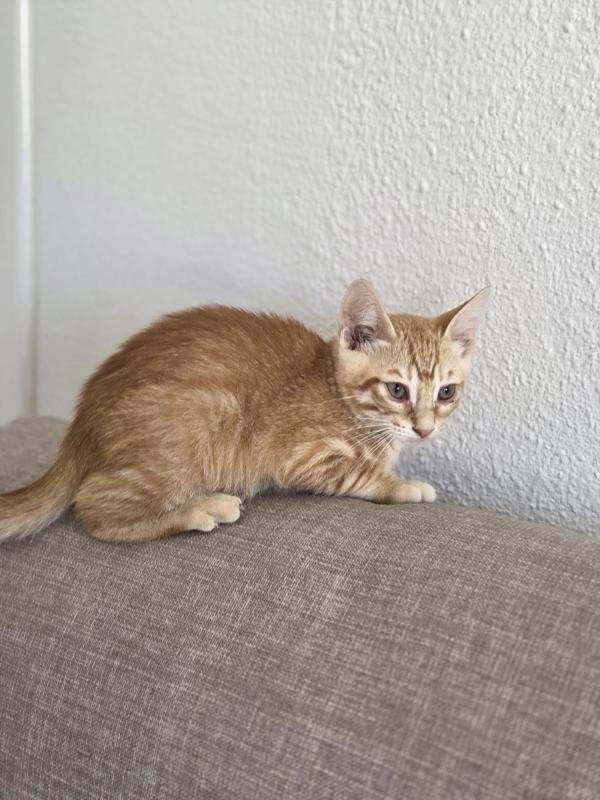 Pumba