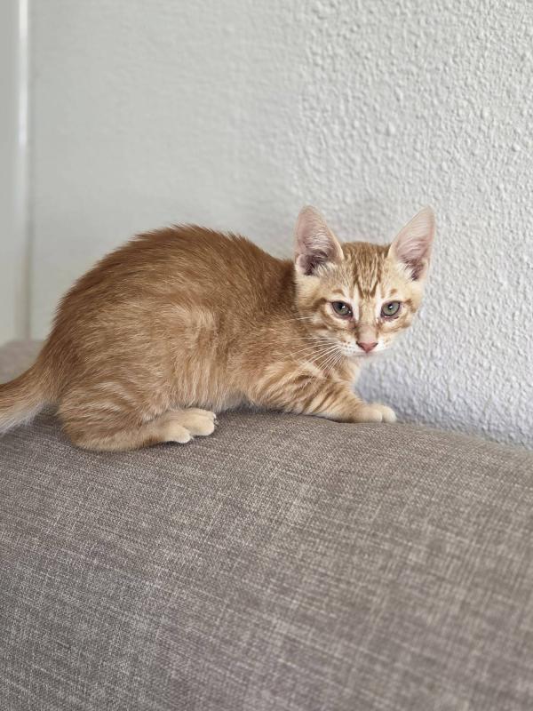 Pumba