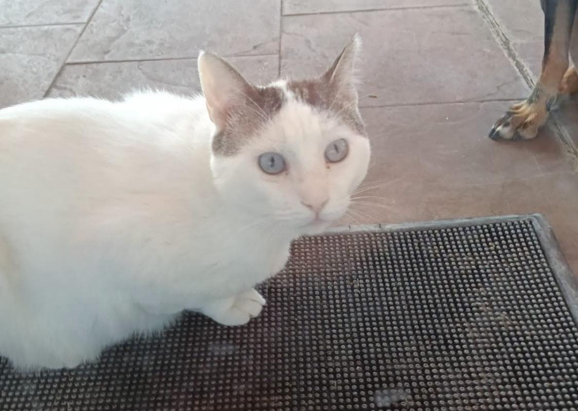 Blanquita