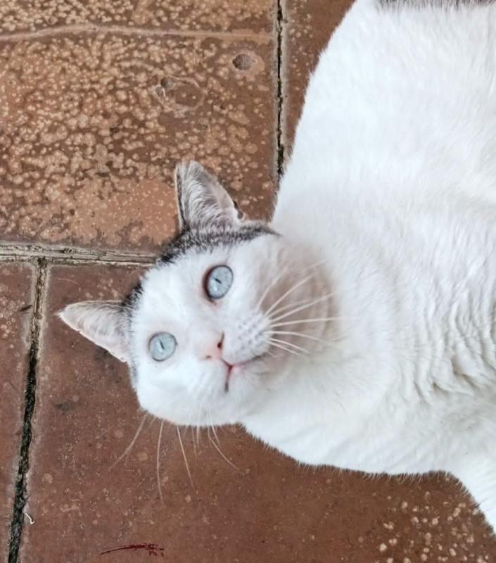 Blanquita