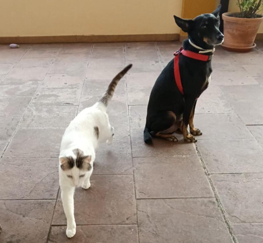 Blanquita