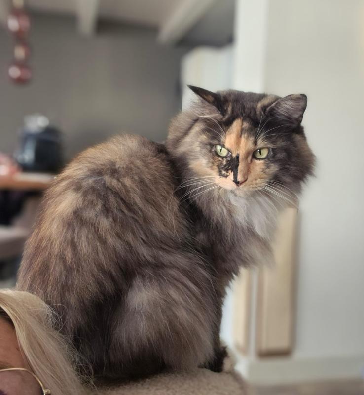 Baileys
