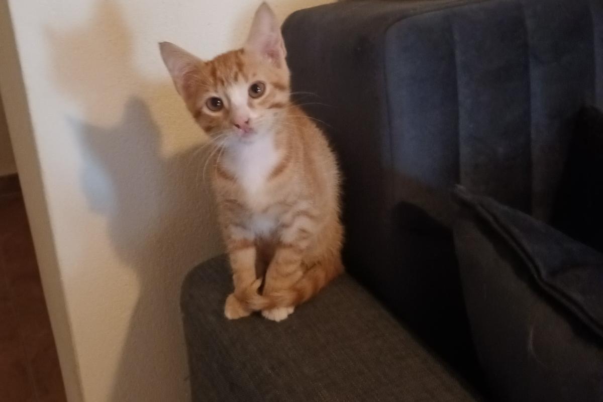 Timo