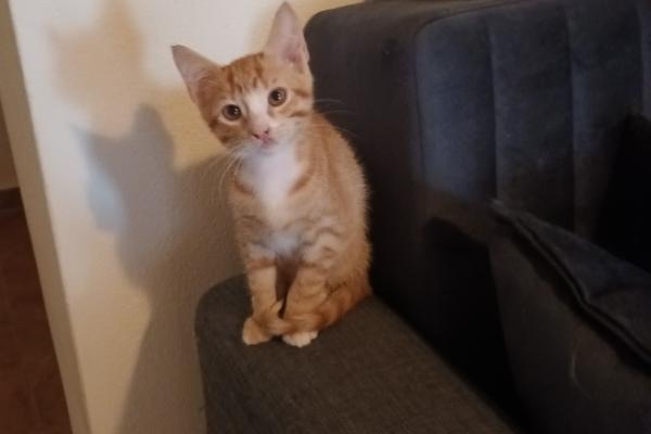 Timo