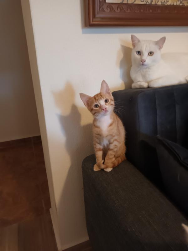 Timo